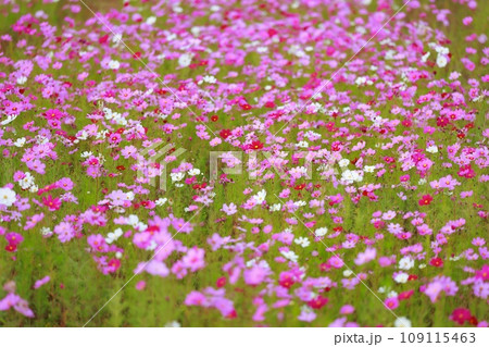 田舎の田んぼに咲くコスモス 109115463