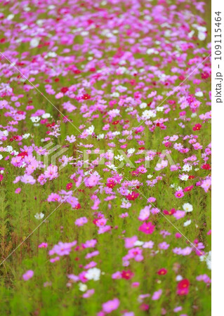 田舎の田んぼに咲くコスモス 109115464