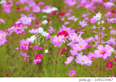 田舎の田んぼに咲くコスモス 109115467