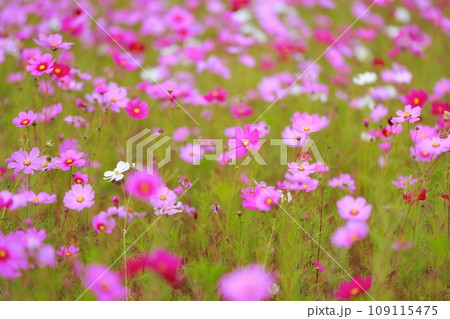 田舎の田んぼに咲くコスモス 109115475