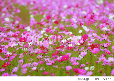 田舎の田んぼに咲くコスモス 田舎の田んぼに咲くコスモス 109115477