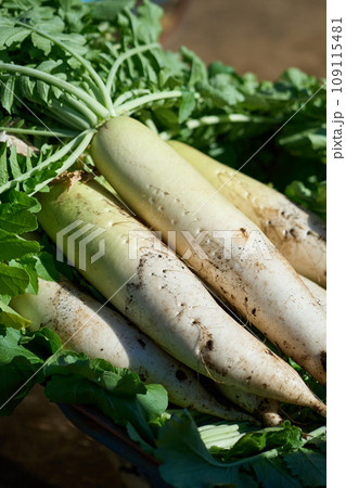 収穫した大根 収穫した大根 109115481