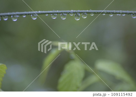 六月の雨後、枝に連なる雫の風景 六月の雨後、枝に連なる雫の風景 109115492