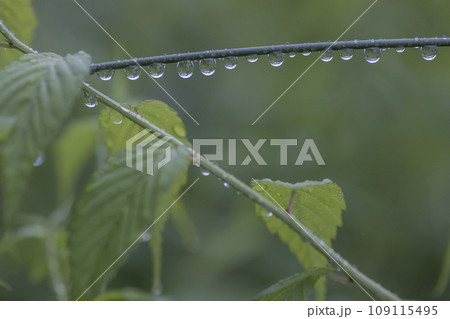 六月の雨後、枝に連なる雫の風景-3 109115495
