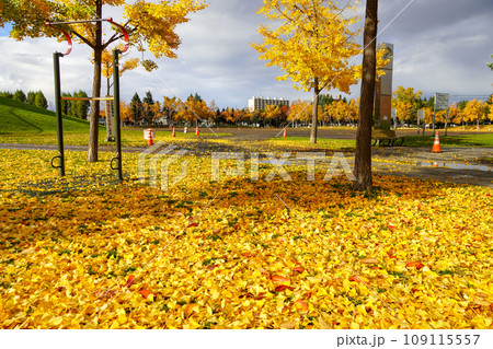 雨後の紅葉・イチョウの農試公園 109115557