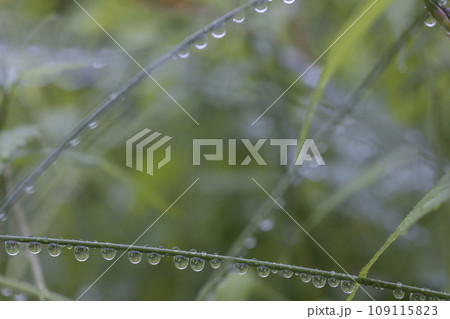 六月の雨後、枝に連なる雫の風景-9 六月の雨後、枝に連なる雫の風景-9 109115823
