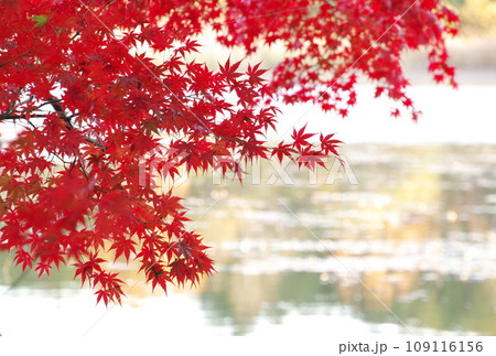 薦神社の紅葉 109116156