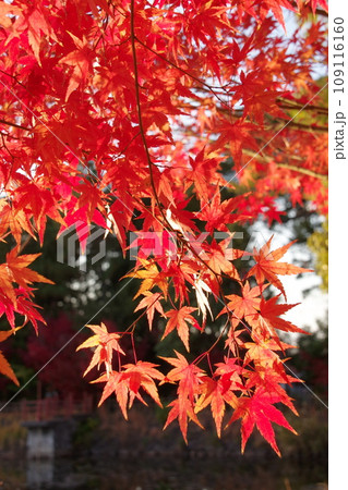薦神社の紅葉 薦神社の紅葉 109116160
