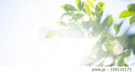 緑の葉. 109116175