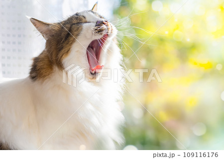 毛の長いかわいい猫 109116176