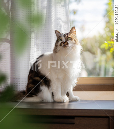 毛の長いかわいい猫 毛の長いかわいい猫 109116184