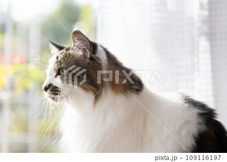 毛の長いかわいい猫 毛の長いかわいい猫 109116197