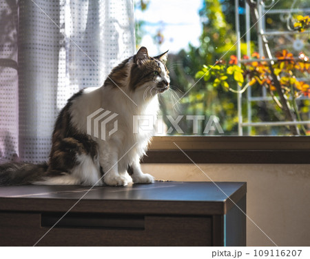 毛の長いかわいい猫 109116207