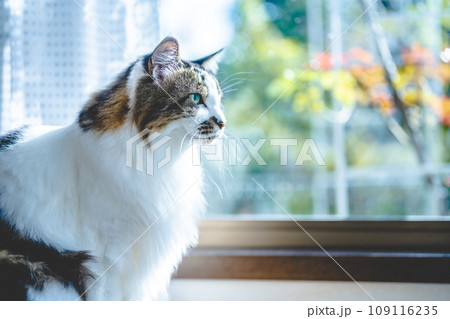 毛の長いかわいい猫 109116235