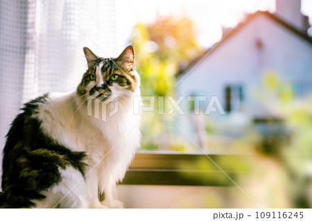 毛の長いかわいい猫 109116245