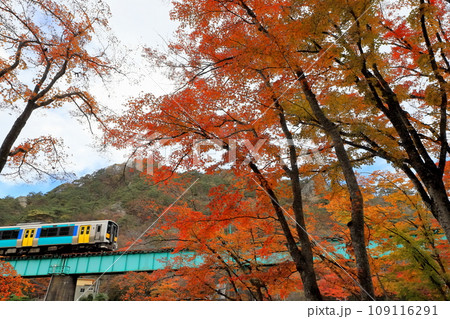 「もみじ林の中から見上げた水郡線」矢祭山背景に 「もみじ林の中から見上げた水郡線」矢祭山背景に 109116291