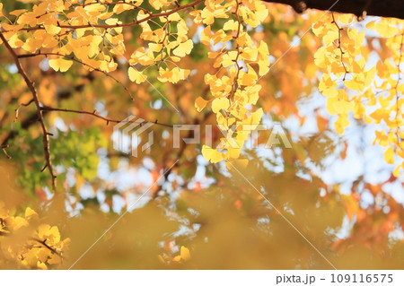 黄葉したイチョウの葉　金色に輝くイチョウの葉 109116575