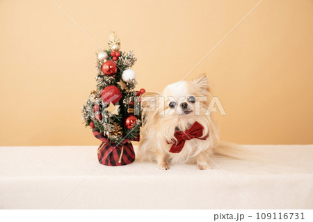 クリスマスツリーとチワワのラナ クリスマスツリーとチワワのラナ 109116731