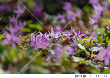北斗市匠の森のカタクリ 北斗市匠の森のカタクリ 109116741