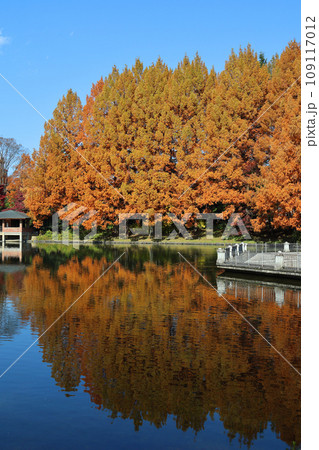紅葉したメタセコイアの大木と池 109117012