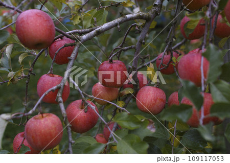 りんご 109117053