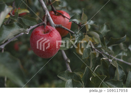 りんご 109117058