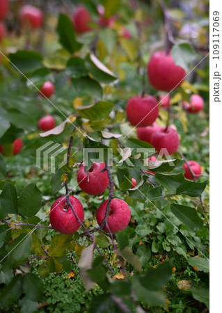 りんご 109117069