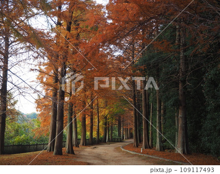 光明池　メタセコイヤの紅葉 109117493