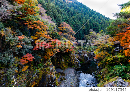 東京都奥多摩町　鳩ノ巣渓谷の紅葉 109117545
