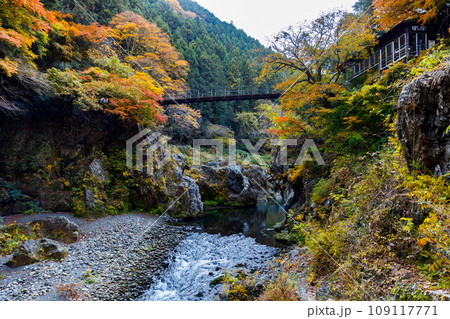 東京都奥多摩町　鳩ノ巣渓谷の紅葉 109117771