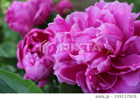 シャクヤク＊芍薬＊しゃくやく　　　～＊peonies＊～ 109117828