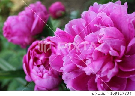 シャクヤク＊芍薬＊しゃくやく　　　～＊peonies＊～ 109117834