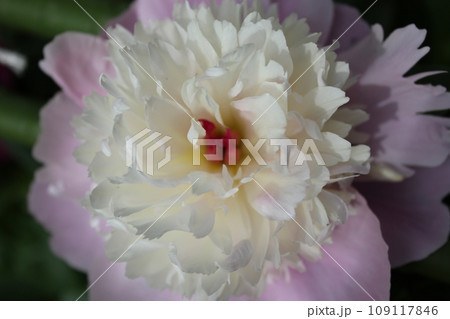 シャクヤク*芍薬*しゃくやく ~*peonies*~ シャクヤク*芍薬*しゃくやく ~*peonies*~ 109117846