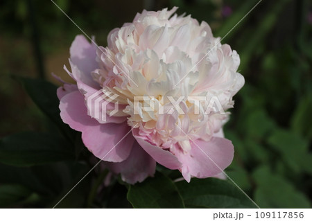 シャクヤク*芍薬*しゃくやく ~*peonies*~ シャクヤク*芍薬*しゃくやく ~*peonies*~ 109117856