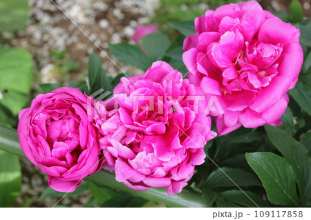 シャクヤク＊芍薬＊しゃくやく　　　～＊peonies＊～ 109117858