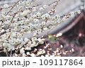 世界の梅公園にて 梅に舞うメジロ 109117864
