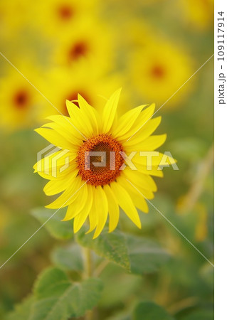 秋に咲くヒマワリ 109117914