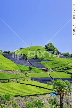 和束町石寺地区の茶畑 和束町石寺地区の茶畑 109117963