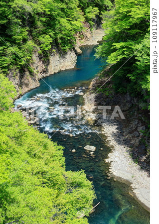 新緑の吾妻渓谷 109117967