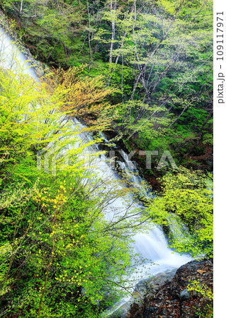 新緑のしゃくなげの滝 109117971