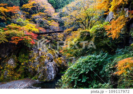 東京都奥多摩町　鳩ノ巣渓谷の紅葉 109117972