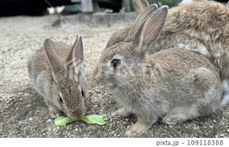 うさぎ島の可愛い2匹のウサギがご飯を食べる様子のクローズアップ写真 うさぎ島の可愛い2匹のウサギがご飯を食べる様子のクローズアップ写真 109118388