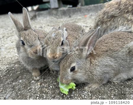 うさぎ島の可愛い3匹のウサギがご飯を食べる様子のクローズアップ写真 うさぎ島の可愛い3匹のウサギがご飯を食べる様子のクローズアップ写真 109118420