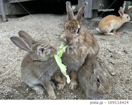 うさぎ島の可愛い3匹のウサギがご飯を食べる様子のクローズアップ写真 109118424