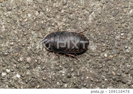 サツマゴキブリ　幼虫　コンクリート上 109118478