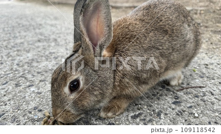 餌を食べるかわいいウサギのクローズアップ写真 餌を食べるかわいいウサギのクローズアップ写真 109118542