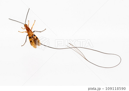 ウマノオバチ全身白バック 109118590