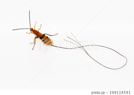 ウマノオバチ全身白バック 109118591