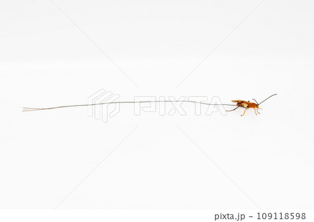 ウマノオバチ全身白バック 109118598