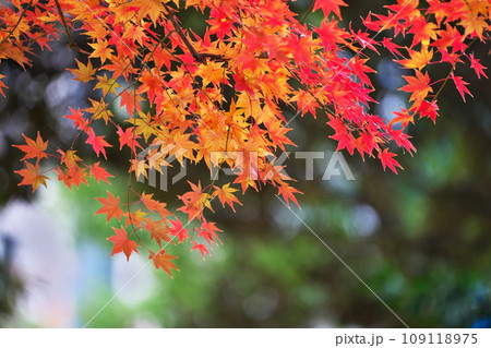 秋の一日 秋の一日 109118975